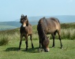 Park Foot Pony Trekking